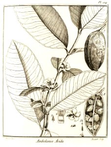 Ambelania acida Aublet 1775 pl 104