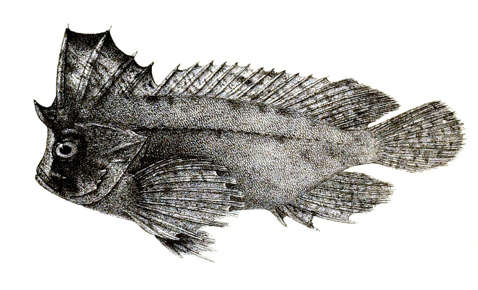Amblyapistus taenianotus Ford 38