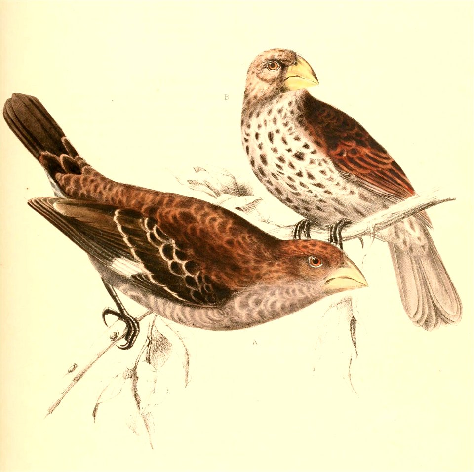 Amblyospiza albifrons 2 years old and young 1838