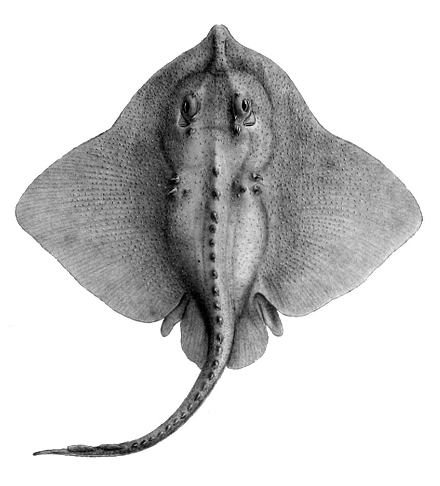 Amblyraja hyperborea4