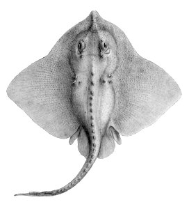 Amblyraja hyperborea4