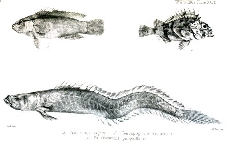 AmblyopusFord