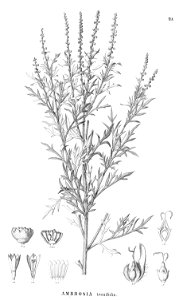 Ambrosia tenuifolia