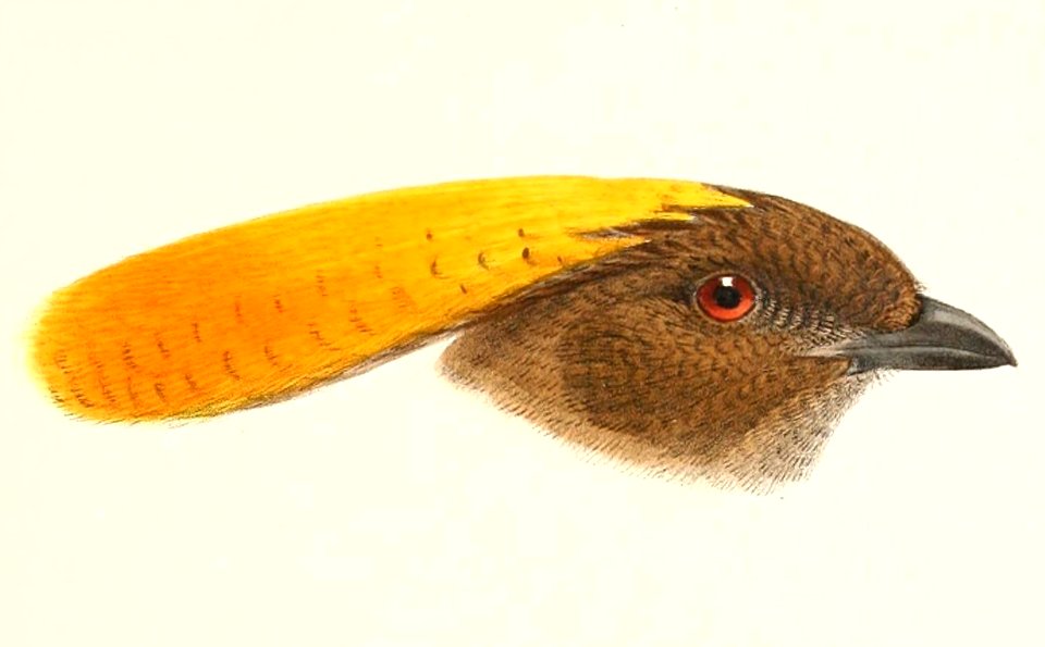 Amblyornis inornata 1896