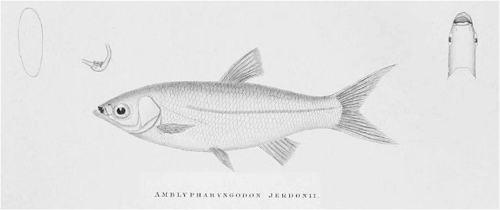 AmblypharyngodonJerdoniiDay