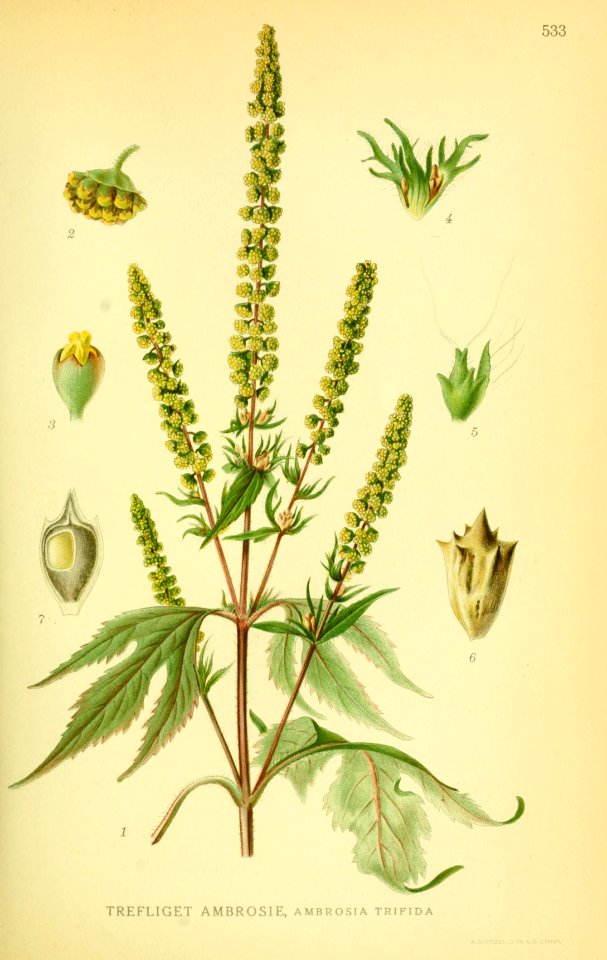 Ambrosia trifida001