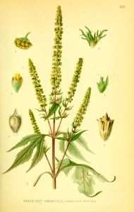 Ambrosia trifida001