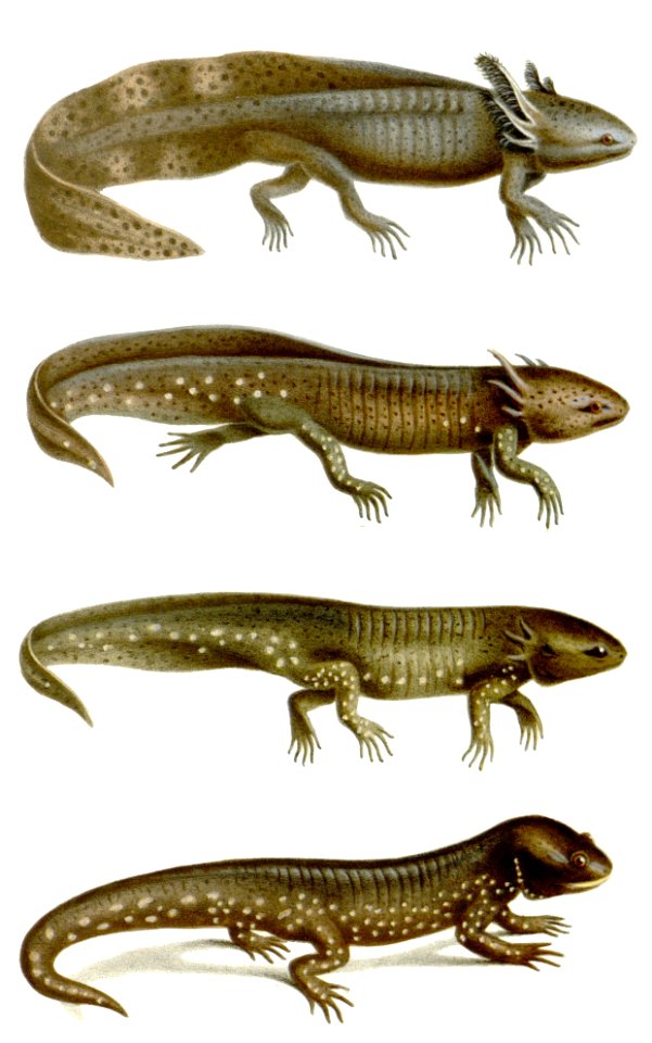 Ambystoma mavortium