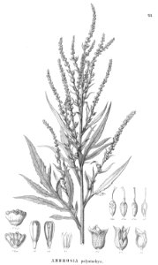Ambrosia polystachia