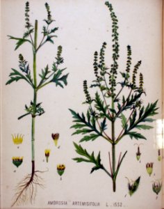 Ambrosia artemisifolia — Flora Batava — Volume v20. Free illustration for personal and commercial use.