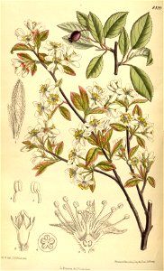 Amelanchier oligocarpa 139-8499