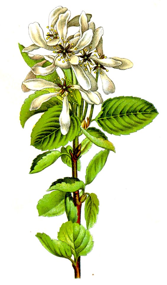 Amelanchier vulgaris Sturm10