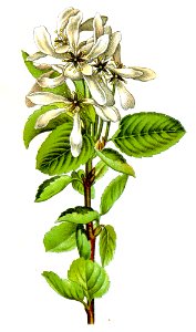 Amelanchier vulgaris Sturm10