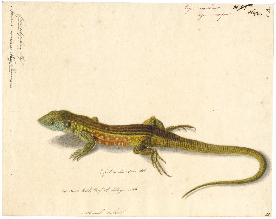Ameiva murinus - 1818 - Print - Iconographia Zoologica - Special Collections University of Amsterdam - UBA01 IZAA100145