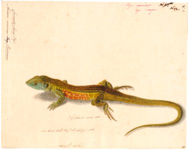 Ameiva murinus - 1818 - Print - Iconographia Zoologica - Special Collections University of Amsterdam - UBA01 IZAA100145