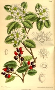 Amelanchier florida 141-8611
