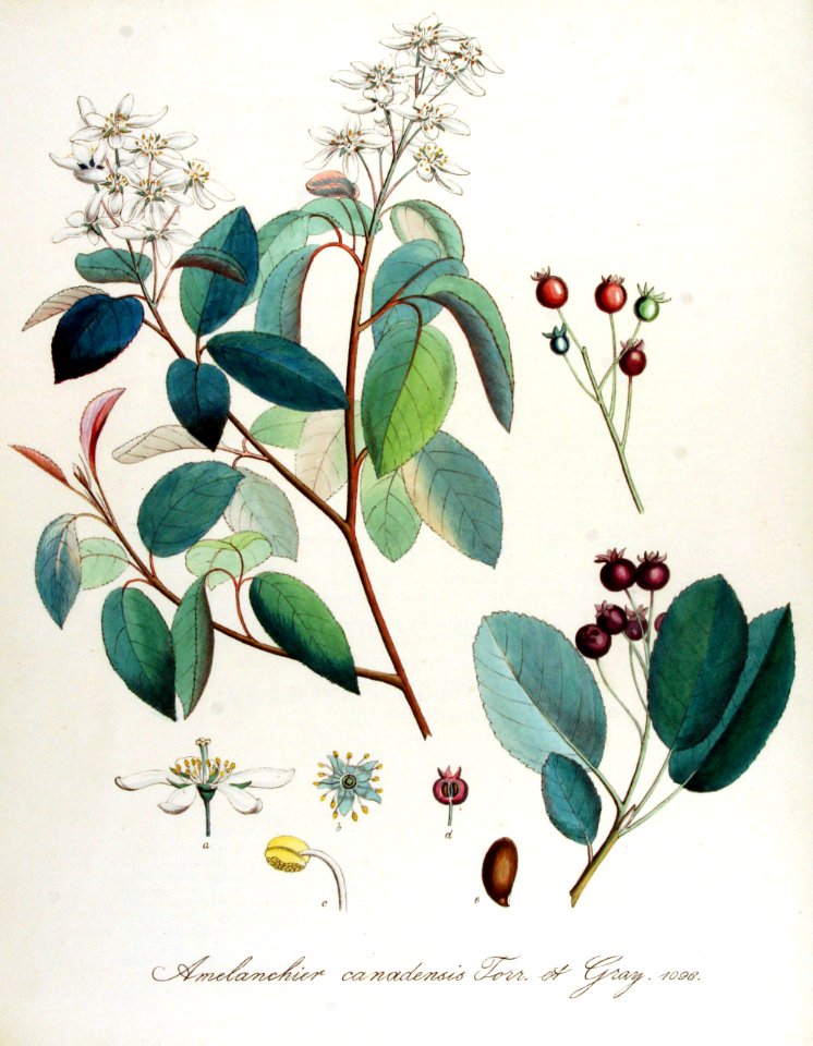 Amelanchier canadensis — Flora Batava — Volume v14
