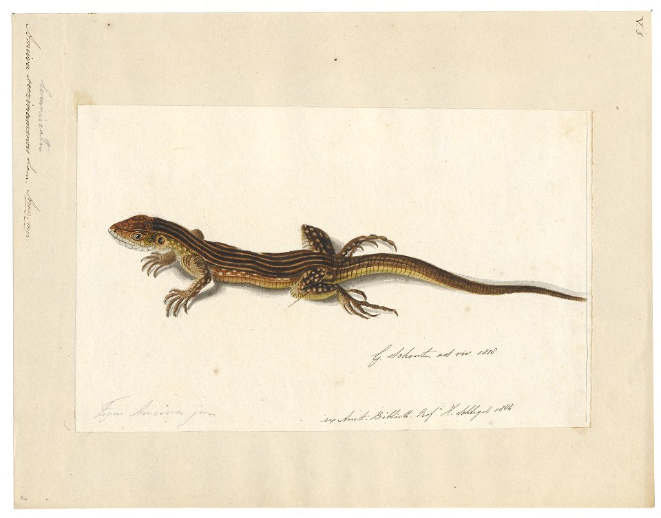 Ameiva lemniscata - 1818 - Print - Iconographia Zoologica - Special Collections University of Amsterdam - UBA01 IZAA100167