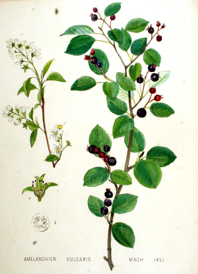 Amelanchier vulgaris — Flora Batava — Volume v19