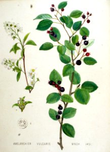Amelanchier vulgaris — Flora Batava — Volume v19