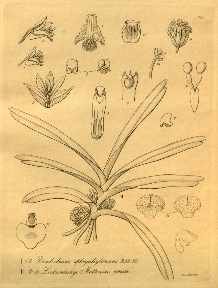 Ancistrorhynchus metteniae (as Listrostachys metteniae) – Dendrobium stuposum (as Dendrobium sphegidoglossum) – Xenia 3-270 (1900)