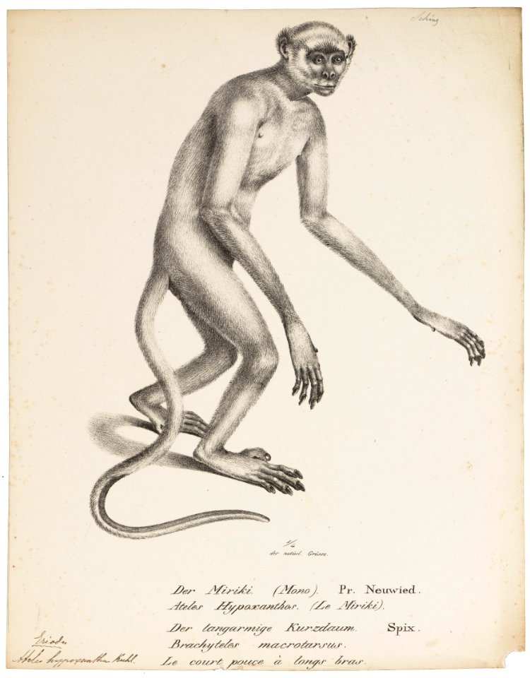 Ateles hypoxanthus - 1809-1845 - Print - Iconographia Zoologica - Special Collections University of Amsterdam - UBA01 IZ20200121