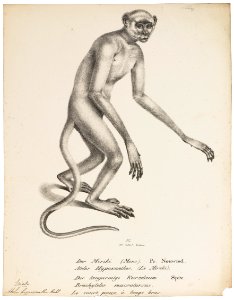 Ateles hypoxanthus - 1809-1845 - Print - Iconographia Zoologica - Special Collections University of Amsterdam - UBA01 IZ20200121