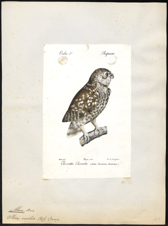 Athene noctua - 1842-1848 - Print - Iconographia Zoologica - Special Collections University of Amsterdam - UBA01 IZ18400027