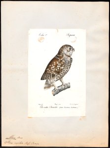 Athene noctua - 1842-1848 - Print - Iconographia Zoologica - Special Collections University of Amsterdam - UBA01 IZ18400027