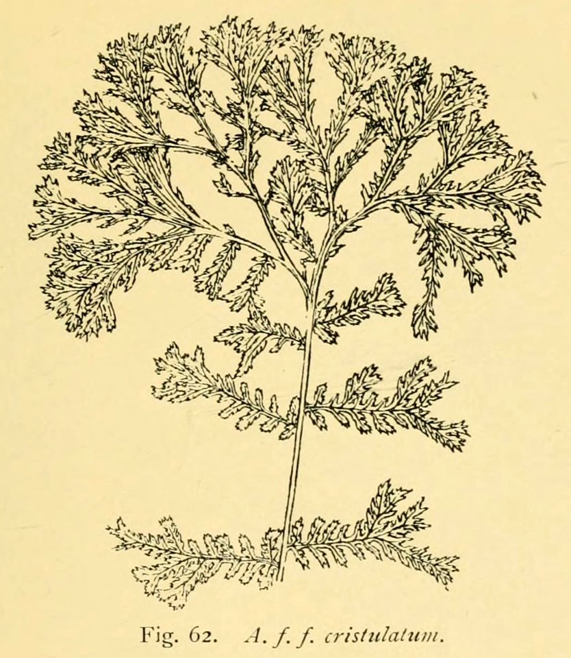 Athyrium filix-femina 'Cristulatum'