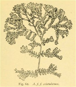 Athyrium filix-femina 'Cristulatum'