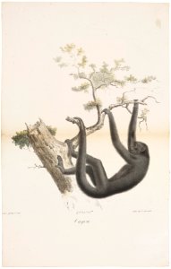 Ateles ater - 1818-1842 - Print - Iconographia Zoologica - Special Collections University of Amsterdam - UBA01 IZ20200109
