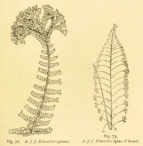 Athyrium filix-femina 'Elworthii'