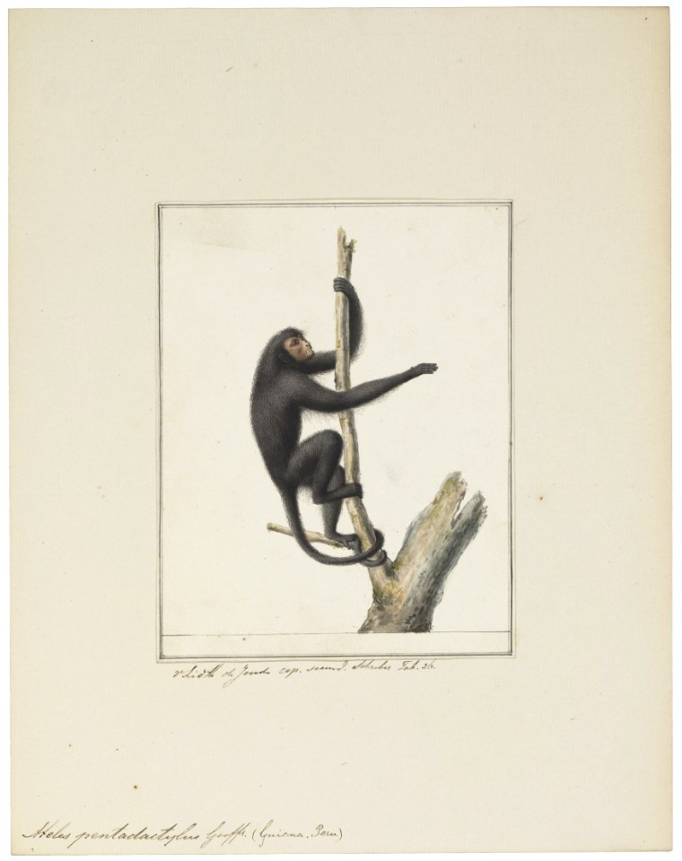 Ateles pentadactylus - 1829-1867 - Print - Iconographia Zoologica - Special Collections University of Amsterdam - UBA01 IZ20200107