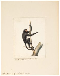Ateles pentadactylus - 1829-1867 - Print - Iconographia Zoologica - Special Collections University of Amsterdam - UBA01 IZ20200107