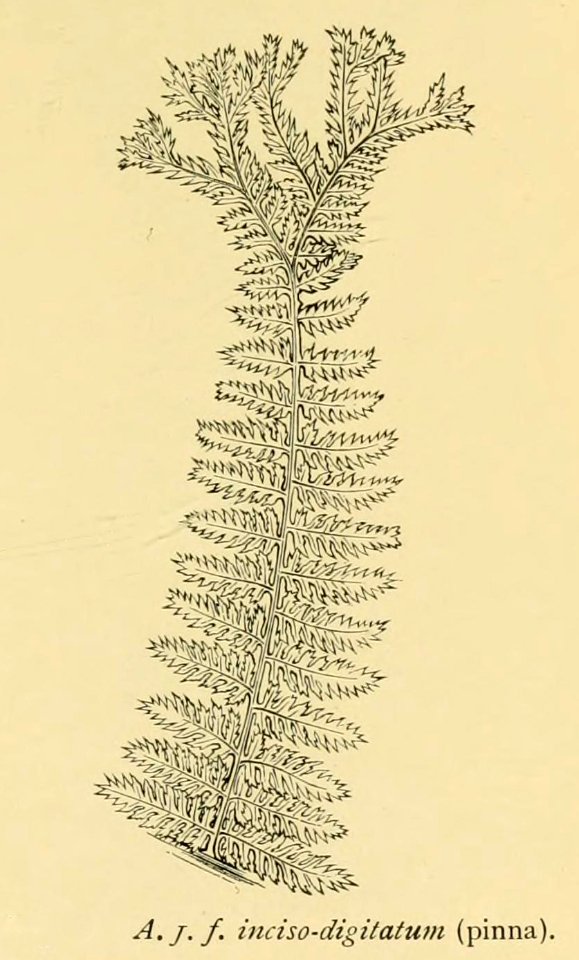 Athyrium filix-femina 'Inciso-digitatum'