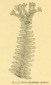Athyrium filix-femina 'Inciso-digitatum'