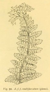 Athyrium filix-femina 'Multifurcatum'