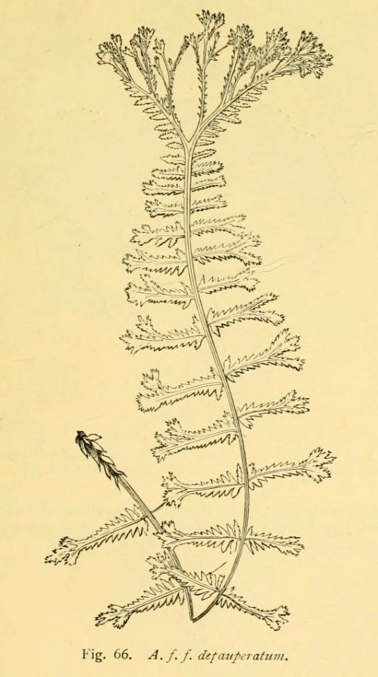 Athyrium filix-femina 'Depauperatum'