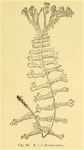Athyrium filix-femina 'Depauperatum'