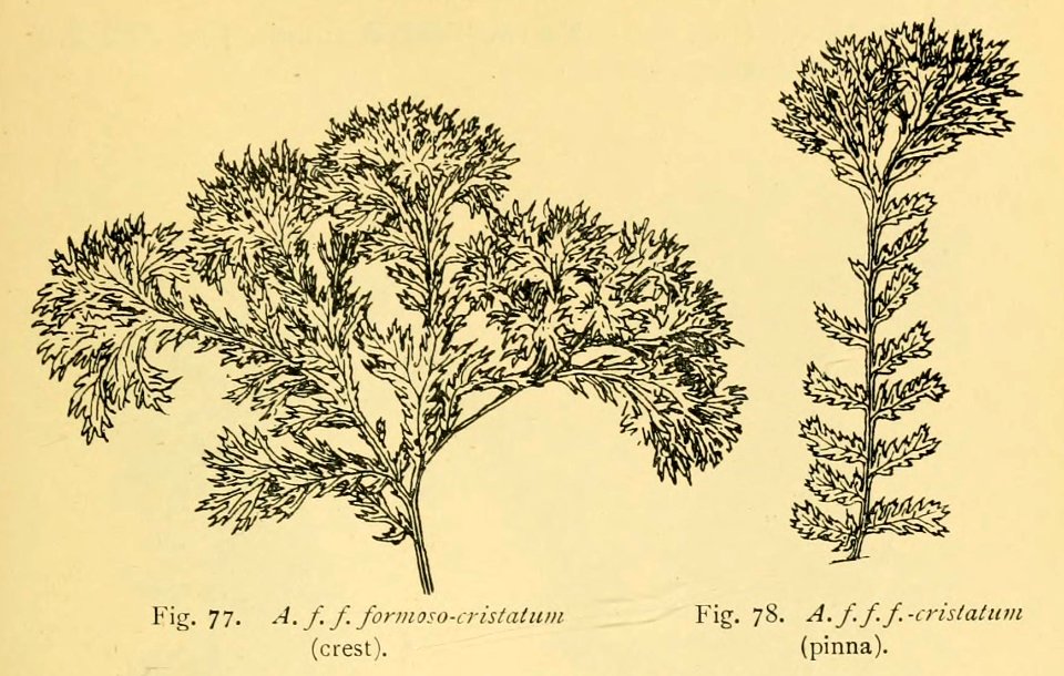 Athyrium filix-femina 'Formoso-cristatum'