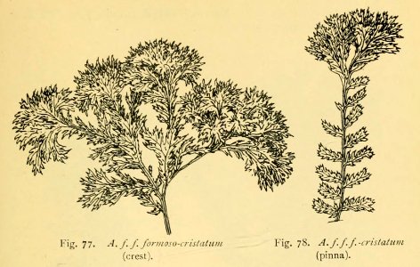 Athyrium filix-femina 'Formoso-cristatum'