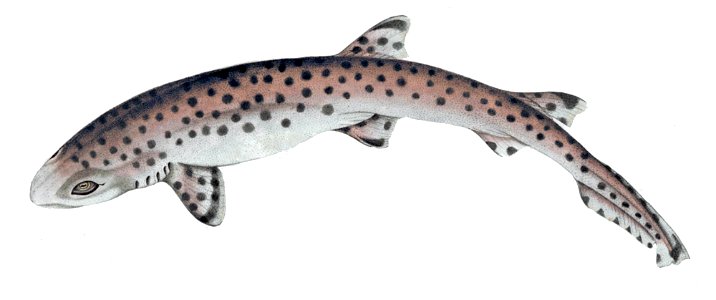 Atelomycterus marmoratus