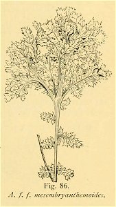 Athyrium filix-femina 'Mesembryanthemoides'