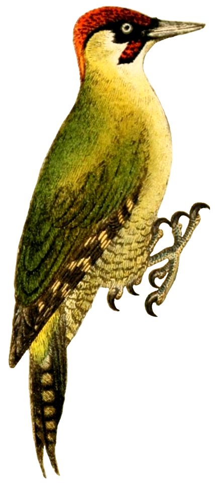 Atlante ornitologico (Tav. 26) (picchio verde)