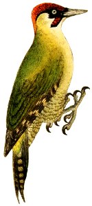 Atlante ornitologico (Tav. 26) (picchio verde). Free illustration for personal and commercial use.