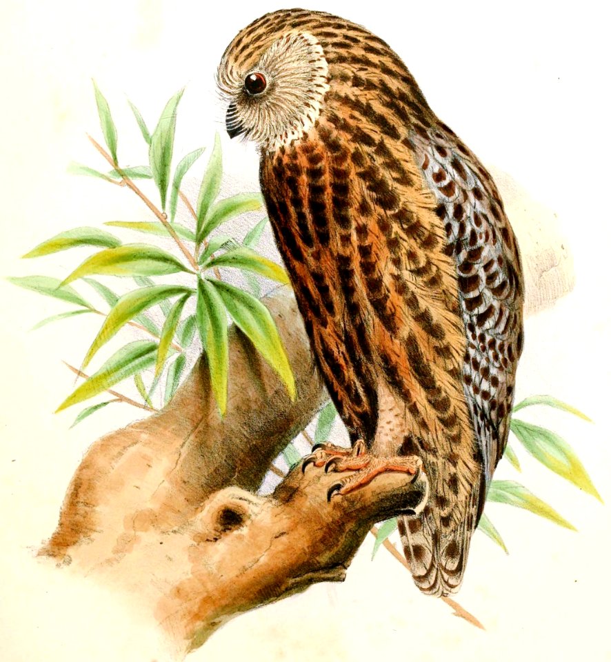 Athene albifacies