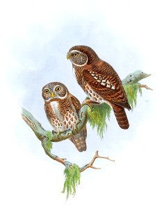 AtheneBrodieiGould