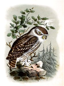 Athene noctua 1869
