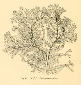 Athyrium filix-femina 'Cristato-polydactylum'